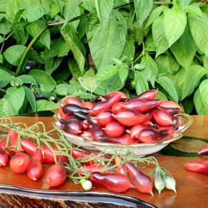 Frutos pequeños y oscuros de Tomate Black Kumquat en huerto de semillas orgánicas