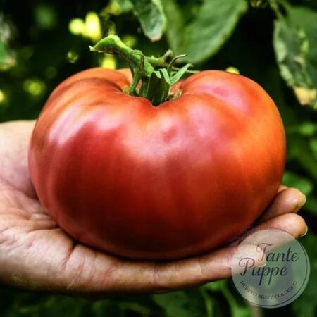 Frutos maduros de Tomate Carbon de color púrpura oscuro en huerto orgánico