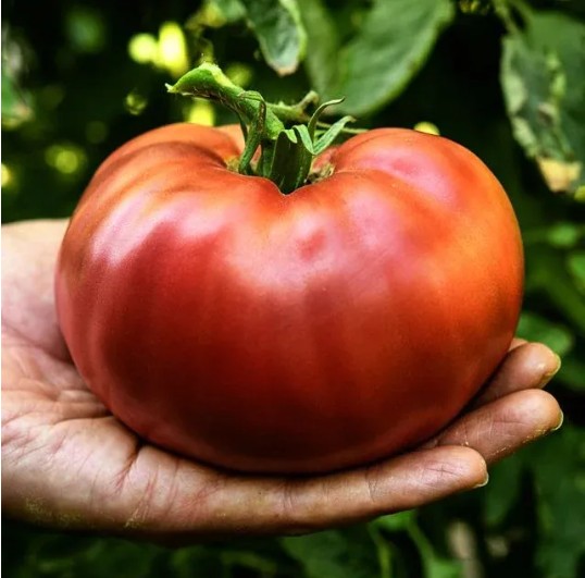 Tomate-Carbon Frutos maduros de Tomate Carbon de color púrpura oscuro en huerto orgánico