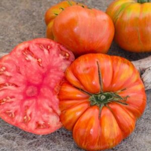 Frutos bicolores rojos con rayas amarillas de Tomate Don's Double Delight en huerto orgánico