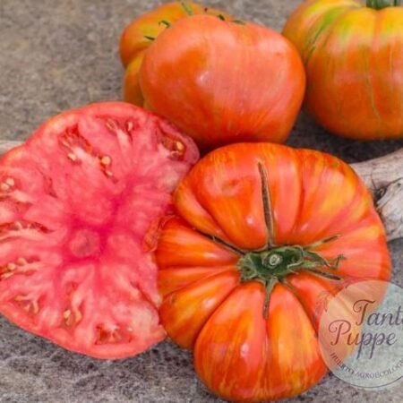 Frutos bicolores rojos con rayas amarillas de Tomate Don's Double Delight en huerto orgánico