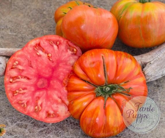DONS´S DOUBLE DELIGHT Frutos bicolores rojos con rayas amarillas de Tomate Don's Double Delight en huerto orgánico