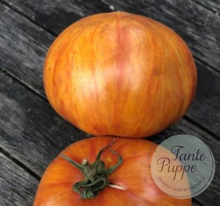 Frutos grandes en forma de corazón con rayas de colores de Tomate Fleur de Reagir Rainbow Jazz Heart