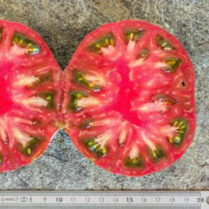 Frutos maduros de Tomate Irish Stripes con rayas verdes y rojas cultivados de semillas orgánicas en Chile