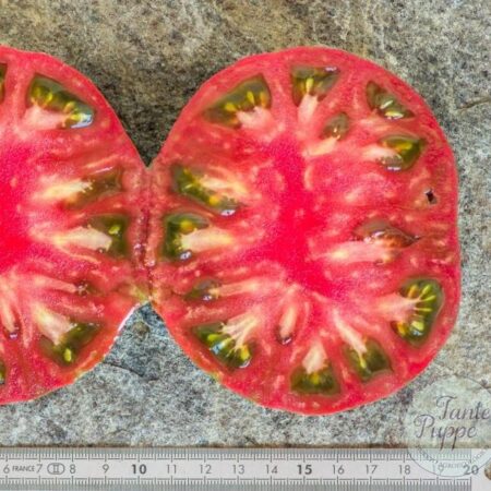Frutos maduros de Tomate Irish Stripes con rayas verdes y rojas cultivados de semillas orgánicas en Chile