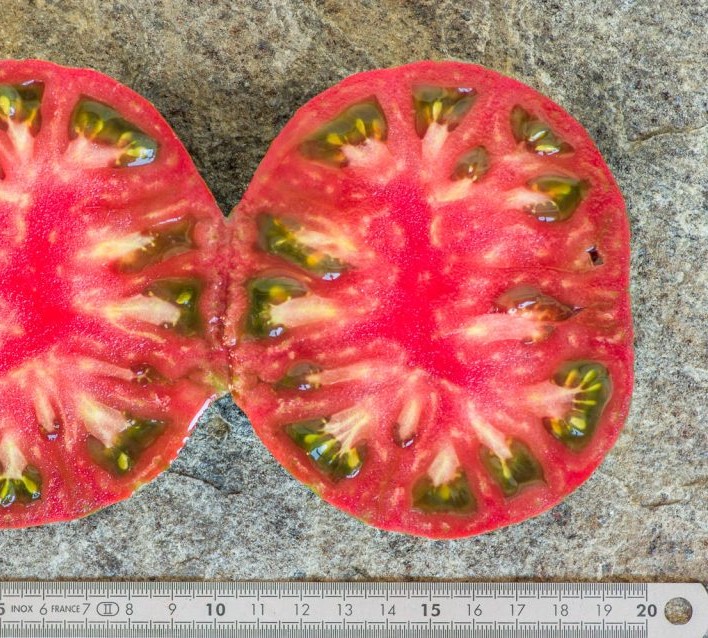 Tomate Irish Stripes - Variedad Orgánica de Herencia Frutos maduros de Tomate Irish Stripes con rayas verdes y rojas cultivados de semillas orgánicas en Chile