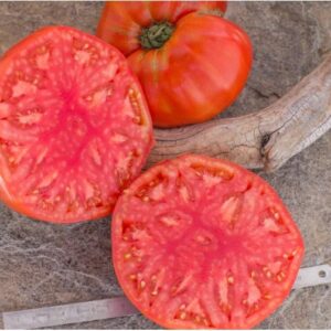 Frutos gigantes y carnosos de Tomate King Kong cultivados de semillas orgánicas en Chile