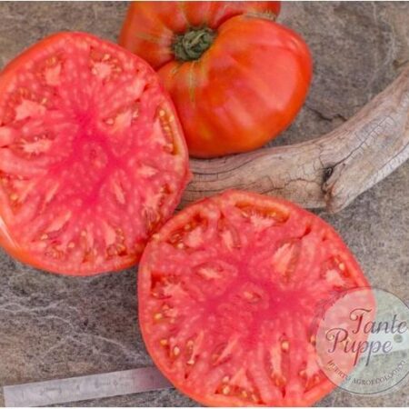 Frutos gigantes y carnosos de Tomate King Kong cultivados de semillas orgánicas en Chile