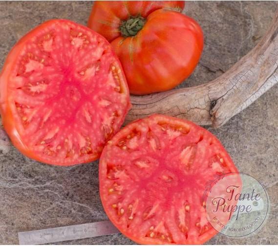KING KONG Frutos gigantes y carnosos de Tomate King Kong cultivados de semillas orgánicas en Chile
