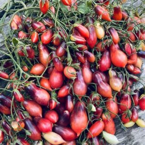 Racimos de Tomate Marchenfee rosados y brillantes cultivados de semillas orgánicas en Chile