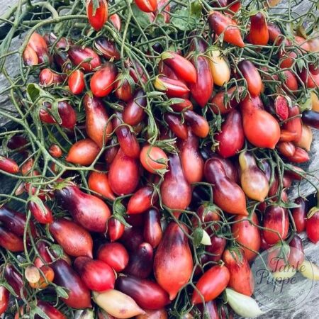 Racimos de Tomate Marchenfee rosados y brillantes cultivados de semillas orgánicas en Chile