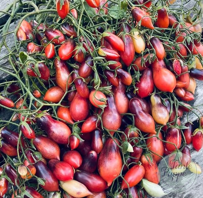 MARCHENFEE Racimos de Tomate Marchenfee rosados y brillantes cultivados de semillas orgánicas en Chile