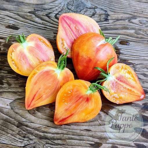 MIDNIGHT SUN Frutos grandes acorazonados de Tomate Midnight Sun amarillos y rosados en huerto orgánico