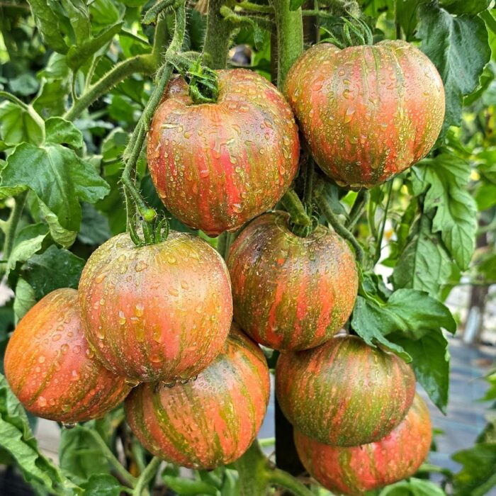 Frutos amarillos brillantes de Tomate Moonlight Dwarf cultivados de semillas orgánicas en Chile