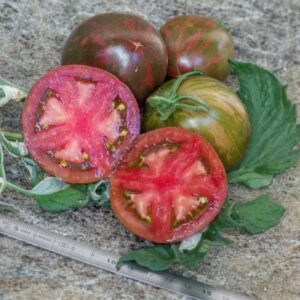 Hojas y frutos jaspeados de Tomate Moonlight Mile Pink Variegado cultivado de semillas orgánicas en Chile