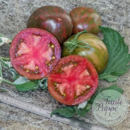 Hojas y frutos jaspeados de Tomate Moonlight Mile Pink Variegado cultivado de semillas orgánicas en Chile