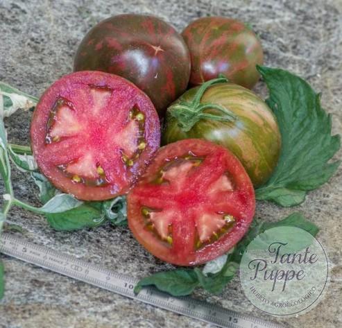 MOONLIGHT PINK Hojas y frutos jaspeados de Tomate Moonlight Mile Pink Variegado cultivado de semillas orgánicas en Chile