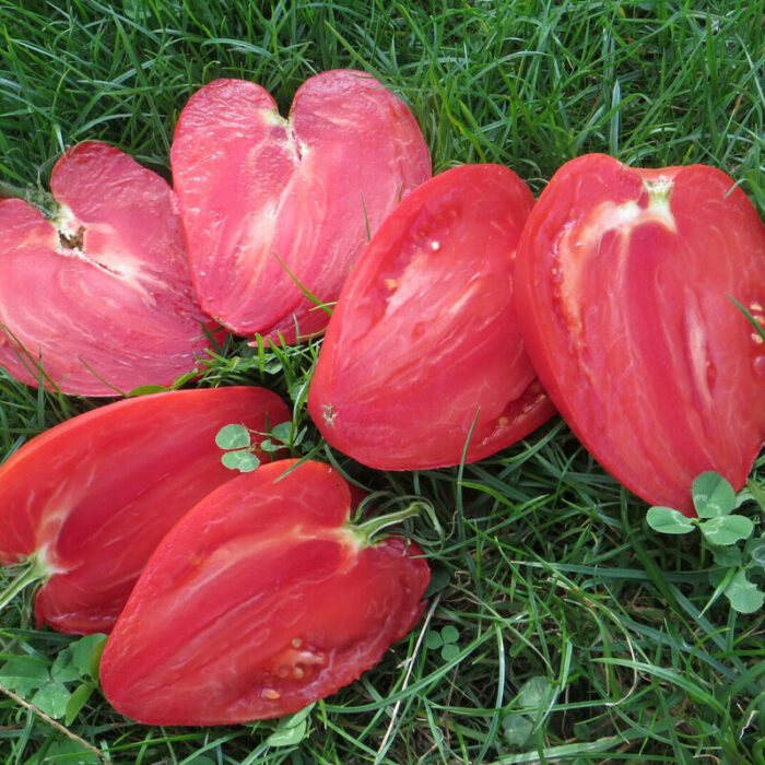 Frutos rojos gigantes en forma de corazón de Tomate Mrs. Schlau-Bauge Famous Strawberry cultivados de semillas orgánicas en Chile