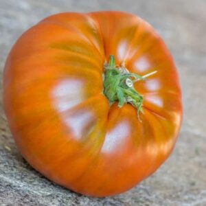 Frutos maduros color púrpura profundo de Tomate Negro de Silex cultivados de semillas orgánicas en Chile