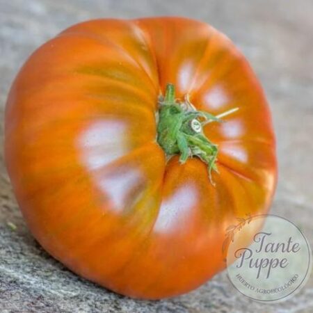 Frutos maduros color púrpura profundo de Tomate Negro de Silex cultivados de semillas orgánicas en Chile