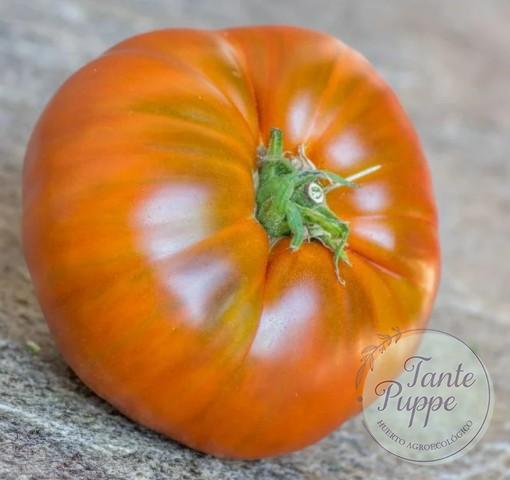NEGRO DE SILEX Frutos maduros color púrpura profundo de Tomate Negro de Silex cultivados de semillas orgánicas en Chile