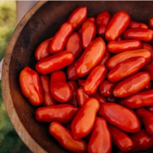 Frutos rojos alargados tipo pasta de Tomate Opalka cultivados de semillas orgánicas en Chile