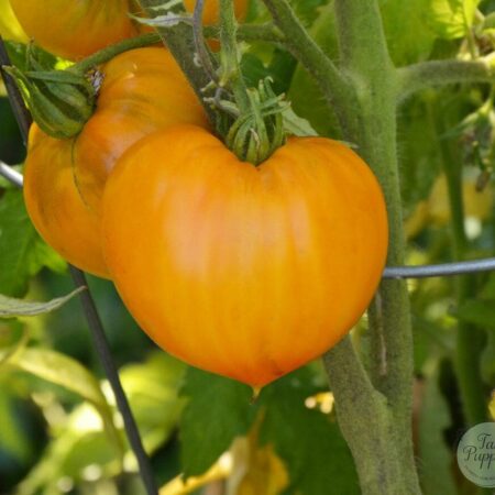 Frutos grandes en forma de corazón color naranja de Tomate Orange Strawberry German cultivados orgánicamente en Chile