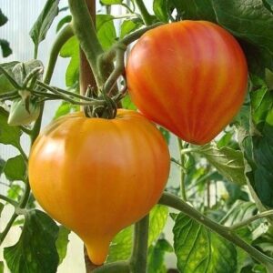 Frutos grandes en forma de corazón bicolores amarillos y rosados de Tomate Orange Russian 117 cultivados orgánicamente