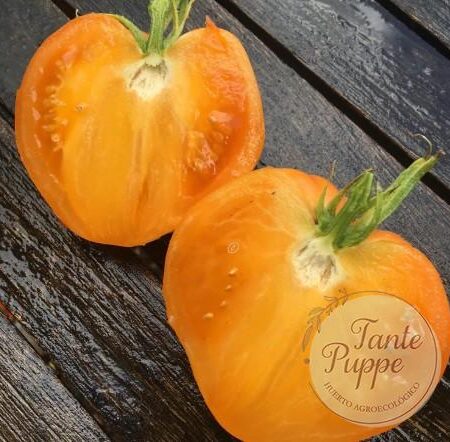 Frutos grandes acorazonados de color naranja suave de Tomate Pastel Orange Heart cultivados orgánicamente en Chile