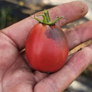 Racimos abundantes de Tomate Pearly Pink color rosa brillante cultivados de semillas orgánicas en Chile