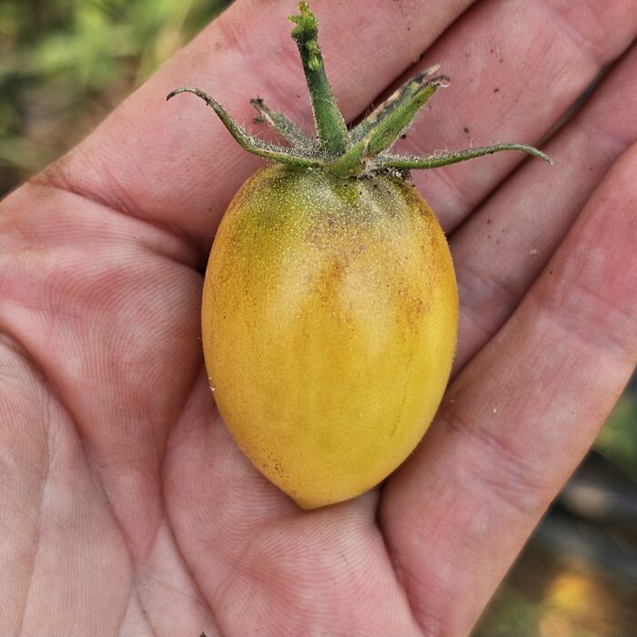 Racimos abundantes de Tomate Pearly Yellow color amarillo brillante cultivados de semillas orgánicas en Chile