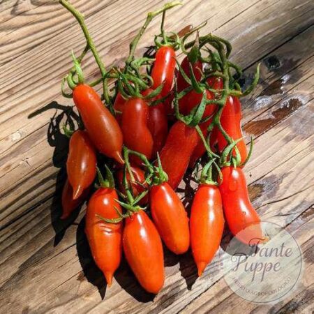 Frutos rojos alargados y puntiagudos de Tomate Piennolo Lungo cultivados de semillas orgánicas en Chile