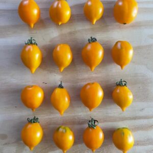 Racimos de Tomate Piennolo del Vesubio Amarillo colgados para guarda, cultivados de semillas orgánicas en Chile
