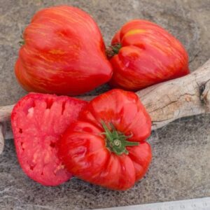 Hojas variegadas y frutos rosados en forma de corazón de Tomate Pink Heartthrob cultivado de semillas orgánicas en Chile