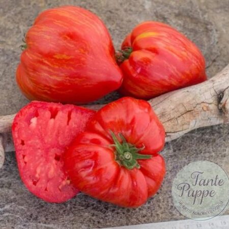 Hojas variegadas y frutos rosados en forma de corazón de Tomate Pink Heartthrob cultivado de semillas orgánicas en Chile