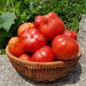 Frutos rojos acostillados en forma de canasta de Tomate Pomodoro Canestrino Rosso cultivados de semillas orgánicas en Chile