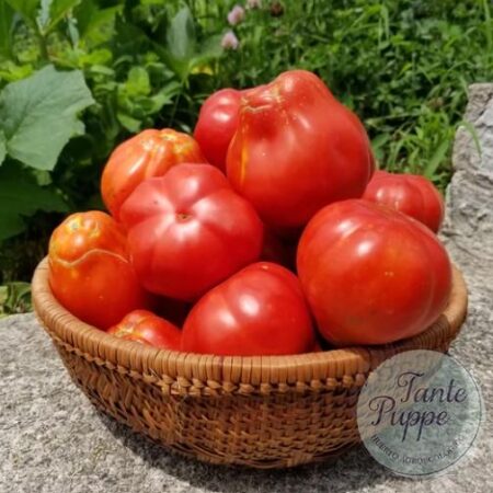 Frutos rojos acostillados en forma de canasta de Tomate Pomodoro Canestrino Rosso cultivados de semillas orgánicas en Chile