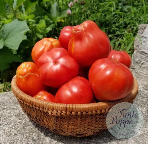 POMODORO CANESTRINO ROSSO Frutos rojos acostillados en forma de canasta de Tomate Pomodoro Canestrino Rosso cultivados de semillas orgánicas en Chile