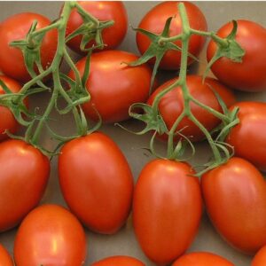 Frutos rojos y carnosos de Tomate Pomodoro Passata Italiana cultivados de semillas orgánicas en Chile