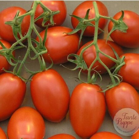 Frutos rojos y carnosos de Tomate Pomodoro Passata Italiana cultivados de semillas orgánicas en Chile