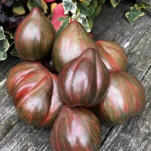 Hojas variegadas con manchas blancas y frutos púrpura oscuro de Tomate Purple Heartthrob cultivado de semillas orgánicas en Chile