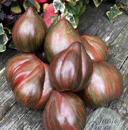 Hojas variegadas con manchas blancas y frutos púrpura oscuro de Tomate Purple Heartthrob cultivado de semillas orgánicas en Chile