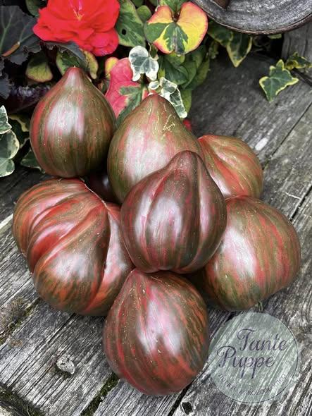 PURPLE HEARTTHROB Hojas variegadas con manchas blancas y frutos púrpura oscuro de Tomate Purple Heartthrob cultivado de semillas orgánicas en Chile