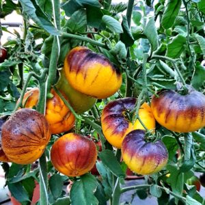 Frutos maduros con hombros púrpura oscuro de Tomate Purple Ritz cultivados de semillas orgánicas en Chile