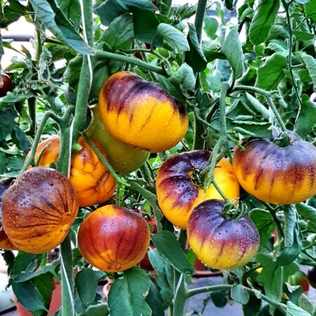 Frutos maduros con hombros púrpura oscuro de Tomate Purple Ritz cultivados de semillas orgánicas en Chile