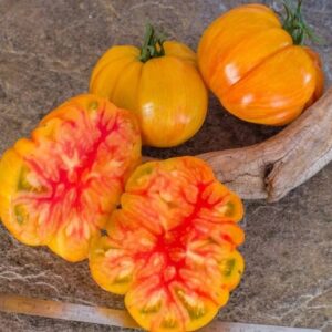 Frutos grandes de color amarillo con rayas rosadas de Tomate Rainbow Jazz cultivados de semillas orgánicas en Chile