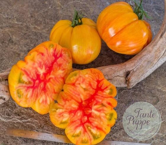 RAINBOW JAZZ Frutos grandes de color amarillo con rayas rosadas de Tomate Rainbow Jazz cultivados de semillas orgánicas en Chile