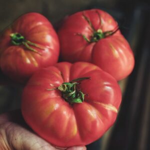 Fruto gigante de color rosado del Tomate Rosa de Barbastro cultivado de semillas orgánicas en Chile
