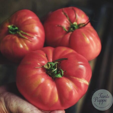 Fruto gigante de color rosado del Tomate Rosa de Barbastro cultivado de semillas orgánicas en Chile