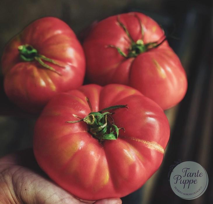 ROSA DE BABASTRO Fruto gigante de color rosado del Tomate Rosa de Barbastro cultivado de semillas orgánicas en Chile